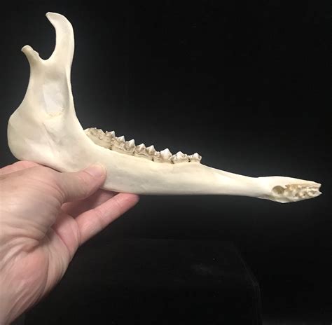 Genuine deer jawbones, available for purchase at natur