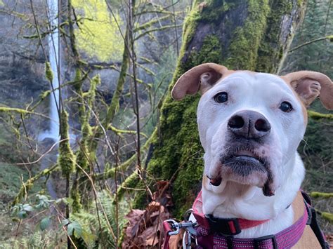 Dog-friendly hiking in Mount Hood National Forest – Big Dog Travel Blog