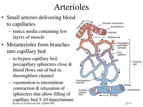 PPT - Chapter 21 The Cardiovascular System: Blood Vessels and Hemodynamics PowerPoint ...