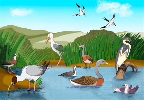 Marshland birds by alfecha on DeviantArt