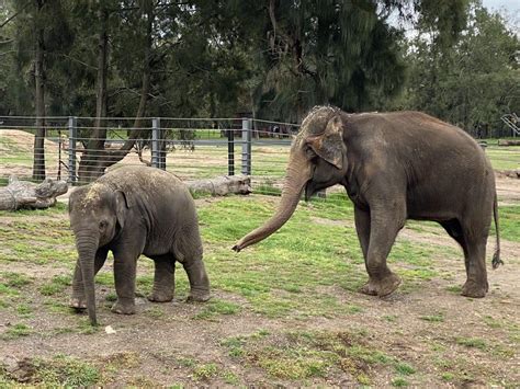 Taronga Western Plains Zoo Dubbo: Top Tips For a Great Visit - Newy with Kids