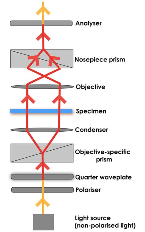 DIC Microscope Working Principle Advantages, Disadvantages, 53% OFF