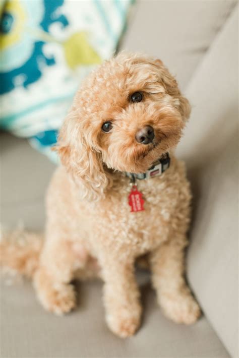 Pin by Barbara Smith on Designer Dogs | Toy poodle haircut teddy bears ...