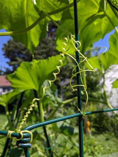 Stem Tendril Examples