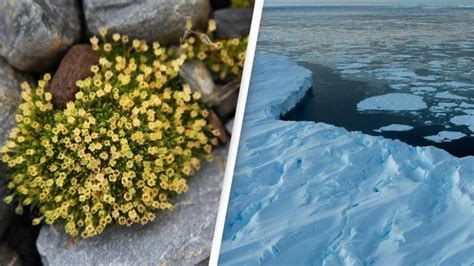 Flowers are starting to spread in Antarctica's South Orkney Islands and experts say that's not ...