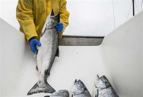 California fishermen report the biggest salmon season in a decade