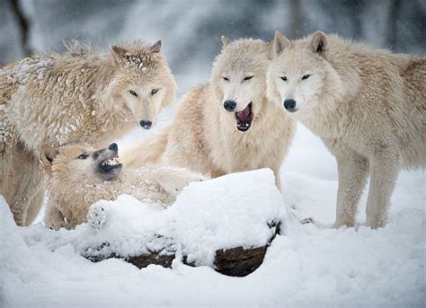 Pack Hunters of the Far North: How Arctic Wolves Struggle to Survive ...