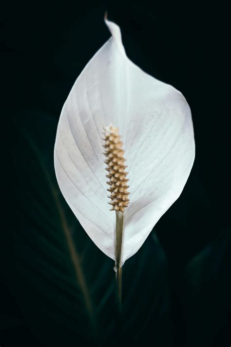 Bunch of tender Boltonia asteroides flowers in glass vase · Free Stock Photo