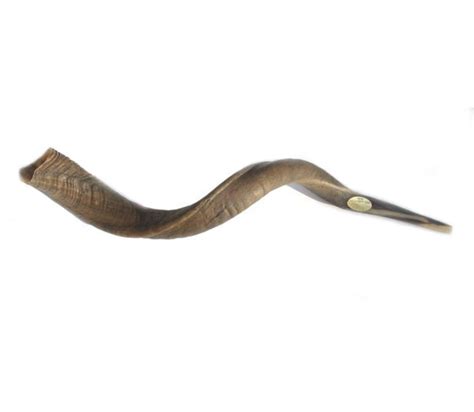 Large Yemenite Natural Shofar | aJudaica.com