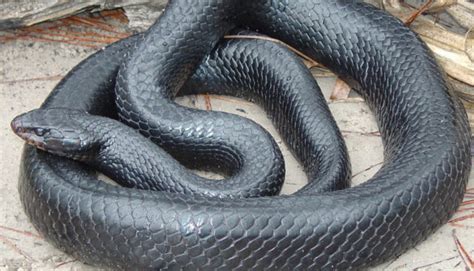 Eastern Indigo Snake – Wildlife Leadership Academy