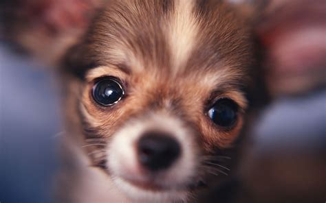 🔥 [90+] Free Chihuahua Puppy Wallpapers | WallpaperSafari