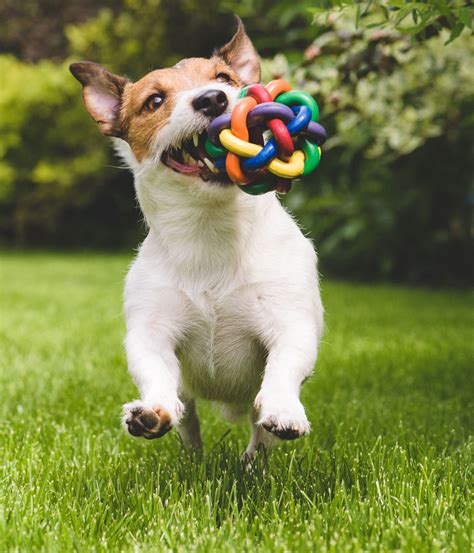 Puppy Training School Port Douglas | Dog Direction