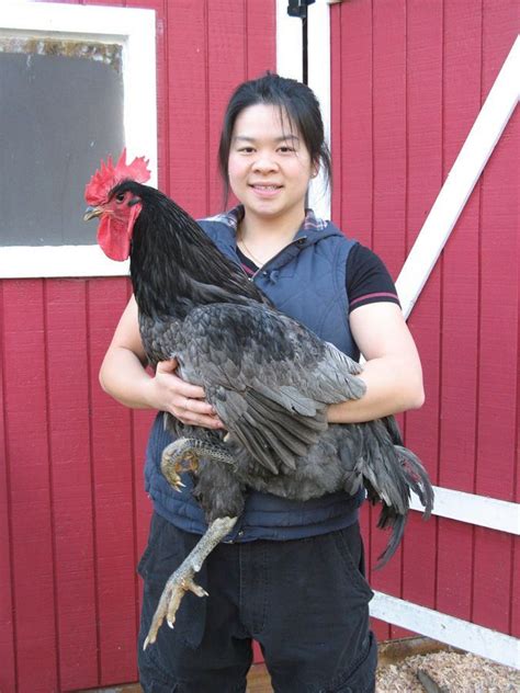 Jersey Giants - one very large chicken breed! Links to interesting and informative thread for ...