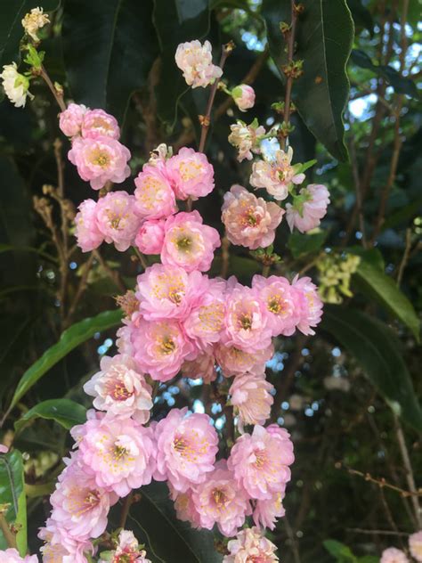 Fruit Tree Flowers