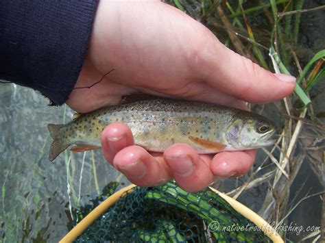 Native Trout Fly Fishing: Snake River Finespotted Cutthroat Trout