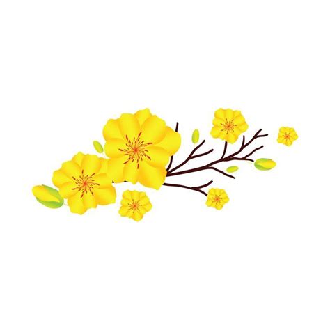 Yellow Apricot Blossom Flower Vector Transparent Background, Apricot ...