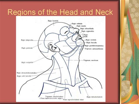 Anatomical and physiological substantiations of the operative interventions on the head - online ...