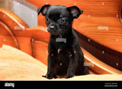 Black Chihuahua puppy Stock Photo - Alamy