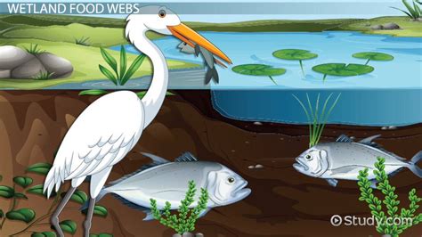 Wetland Animals And Plants For Kids