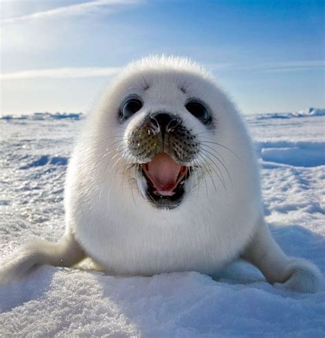 I just realized, how cute a baby seal really is. : r/aww