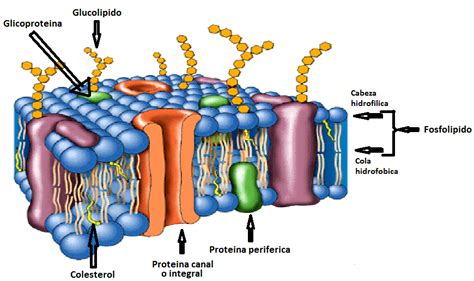 Interés Medico: MEMBRANA PLASMATICA