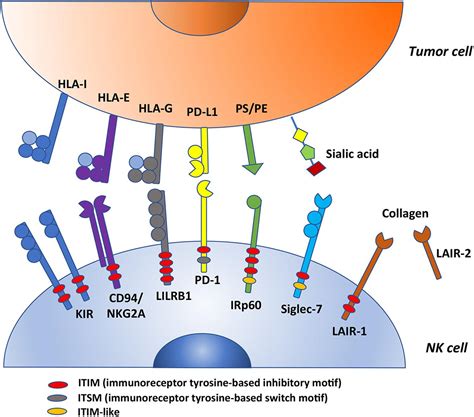 Frontiers Inhibitory Receptors And Checkpoints In Human Nk Cells | Free ...