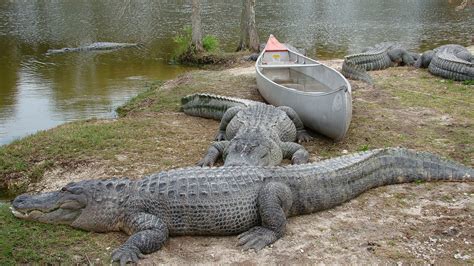 Simply Snapped For Your Enjoyment: Wooten's Alligator Farm