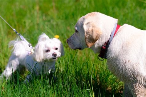 Perro maltés blanco en la hierba | Foto Premium