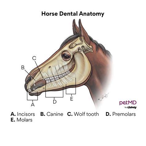 Wolf Teeth in Horses | PetMD