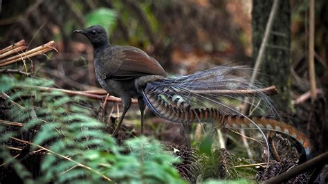 Superb Lyrebird Fact Sheet | Blog | Nature | PBS