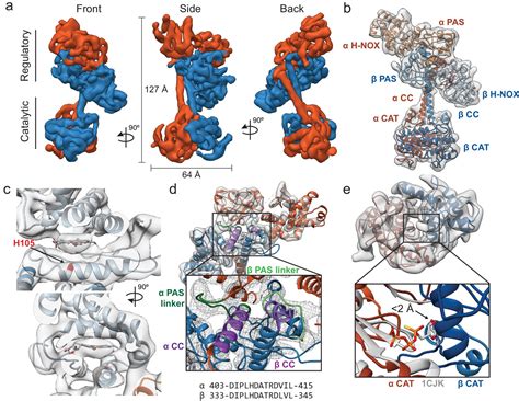 Allosteric activation of the nitric oxide receptor soluble guanylate cyclase mapped by cryo ...