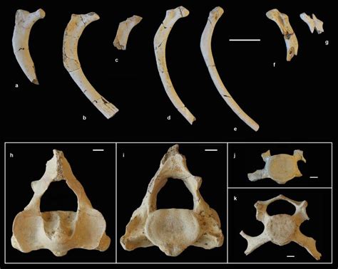 Pin by l on 6 | Convergent evolution, Echolocation, Baleen whales