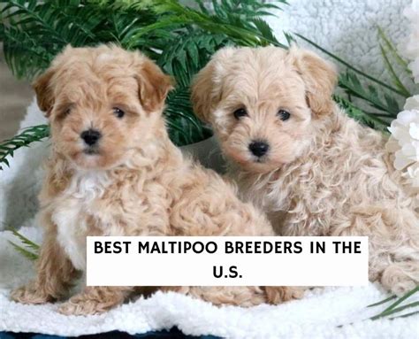 11 Best Maltipoo Breeders in the United States! (2024)