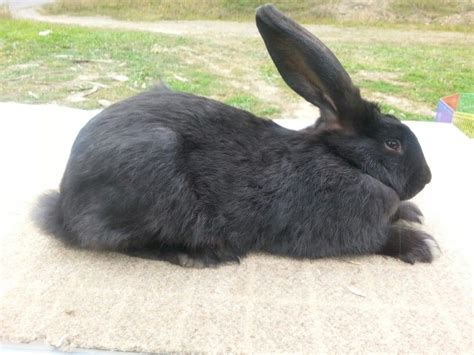 Flemish Giant Rabbit: Facts, Temperament, Care, Pictures