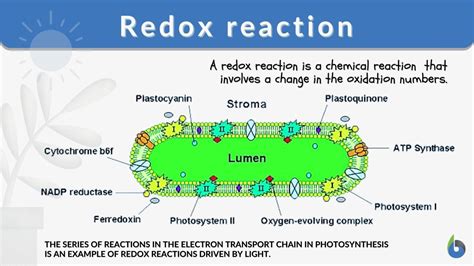 Redox reaction - Definition and Examples - Biology Online Dictionary