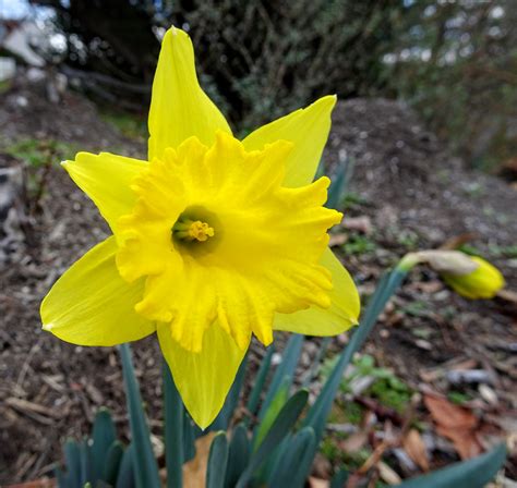 Love, Joy and Peas: First Daffodils, Periwinkle and Forsythia Flowers of the Year