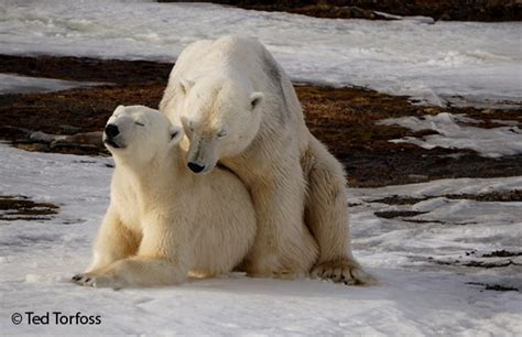 Unique photos of mating polar mating at the weather station on Hopen