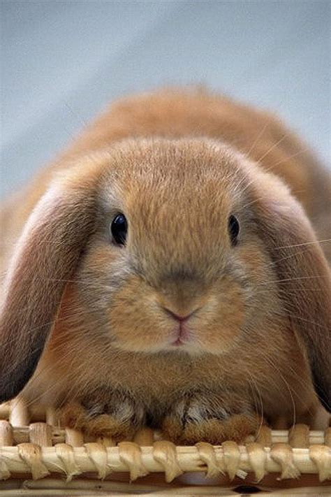 brown lop eared bunny on a basket | Fuzzy Bunny Board♥ | Pinterest