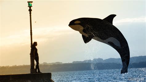 Orca Sunset Greetings by linvanoak on DeviantArt