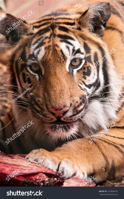 Bengal Tiger Eating Stock Photo 101808676 : Shutterstock