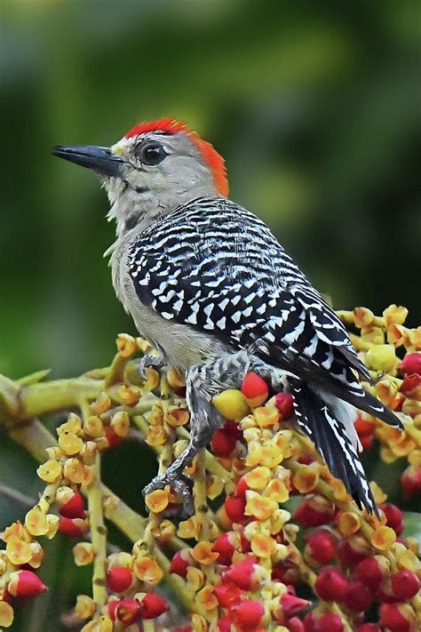 Red-crowned Woodpecker Photograph by Alan Lenk - Pixels