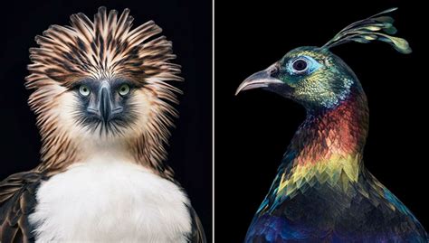 11 Rare And Endangered Birds That Look Simply Stunning - Nature And ...