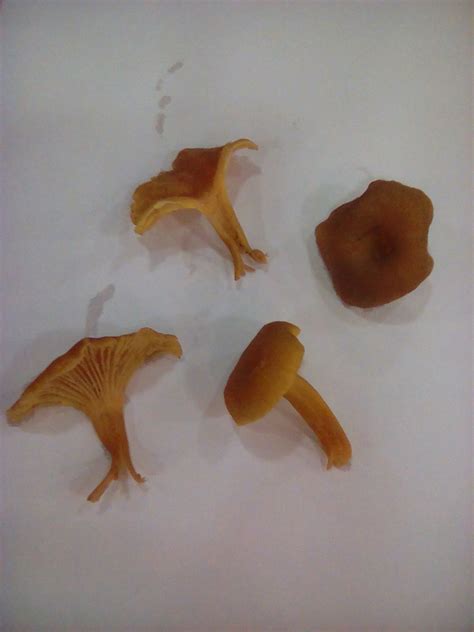 What is this mushroom? - Identifying Mushrooms - Wild Mushroom Hunting