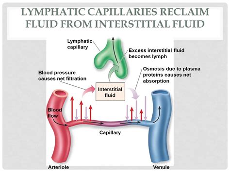 Is interstitial fluid returned to the circulatory system through the lymphatic system? | Socratic