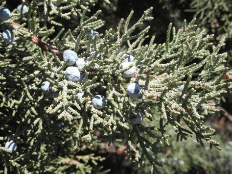 Rocky Mountain Juniper, Juniperus scopulorum | Native Plants PNW