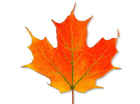 Acer saccharum - Sugar Maple fall leaves | Virens (Latin for greening) | Flickr