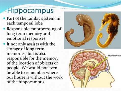 Medulla, Reticular Formation, Thalamus, and Hippocampus