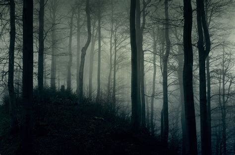 Dark Forest Fog Wallpapers - Top Free Dark Forest Fog Backgrounds - WallpaperAccess