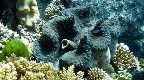 Are corals plants, animals, or rocks? - Woods Hole Oceanographic ...