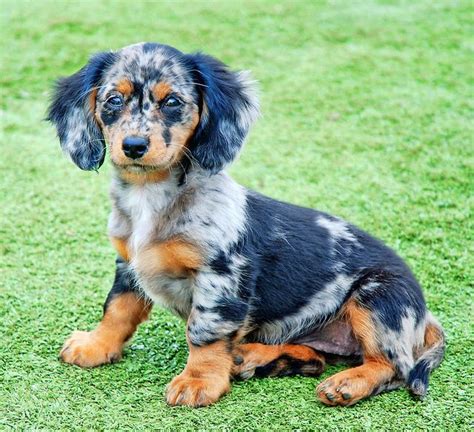 Discover the Rare and Beautiful Tri Merle Long Hair Dachshund: Why You Need One Now!